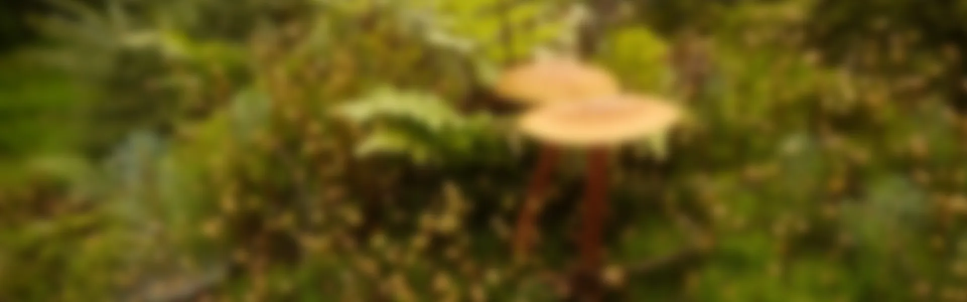 Visuele inspectie bomen